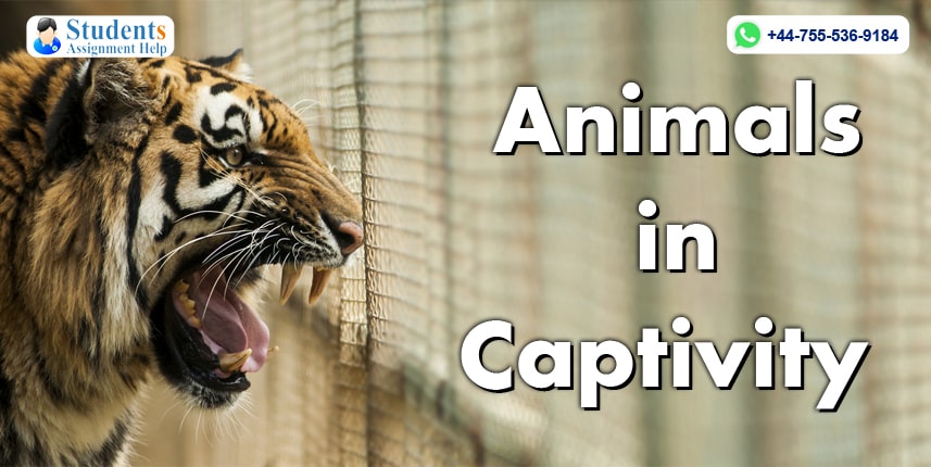 argumentative essay on animals in captivity