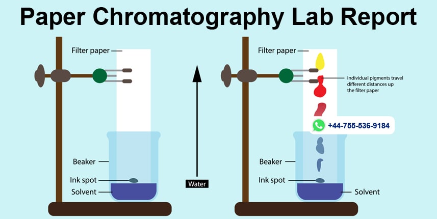 chromatography lab report hypothesis