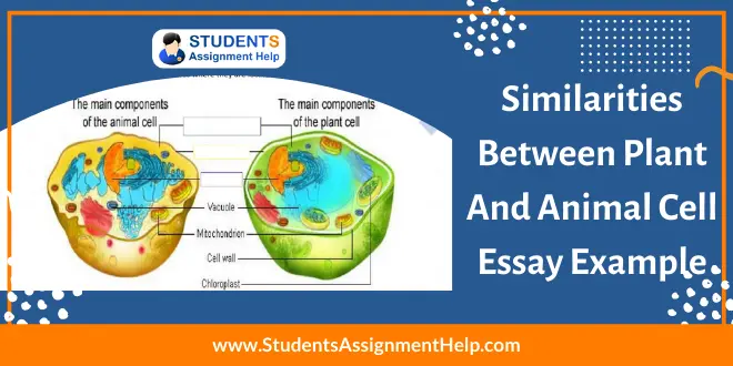 Similarities Between Plant and Animal Cell Essay Example - Essay Sample