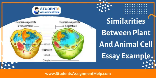 Similarities Between Plant and Animal Cell Essay Example